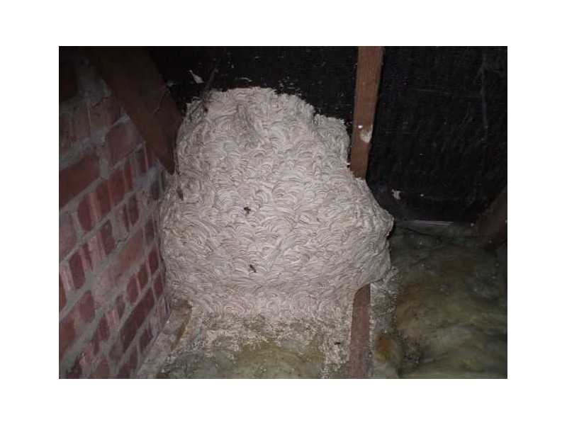 emergency-wasp-nest-removal-fast-safe-pest-control-solutions-small-0