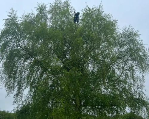 stop-ignoring-that-overgrown-tree-book-your-crown-reduction-now
