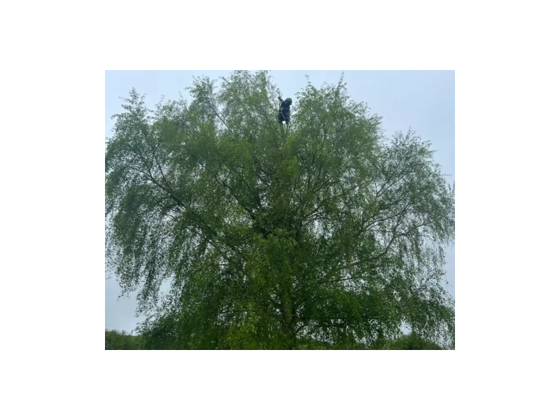 stop-ignoring-that-overgrown-tree-book-your-crown-reduction-now-small-0