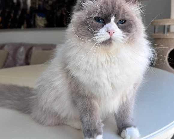 meet-rex-siberian-kitten