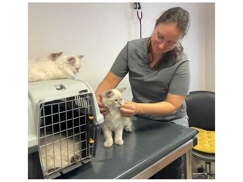 siberian-kitten-breeders-health-guarantee-small-0