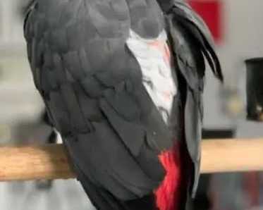 super-african-grey-parrot-for-sale