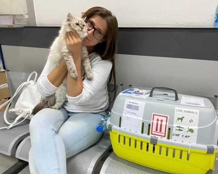 healthy-siberian-kittens-for-sale