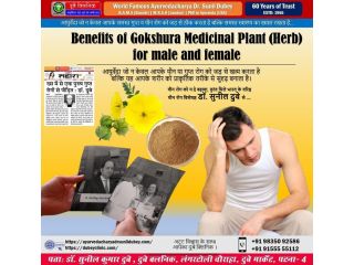 best-sexologist-in-patna-bihar-beneficial-gokshura-dr-sunil-dubey-small-0