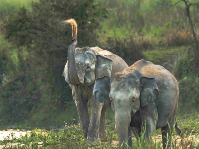 kaziranga-tour-package-price-with-elephant-safari
