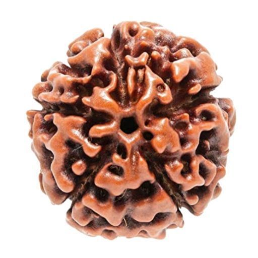 buy-authentic-rudraksha-beads-online-big-0