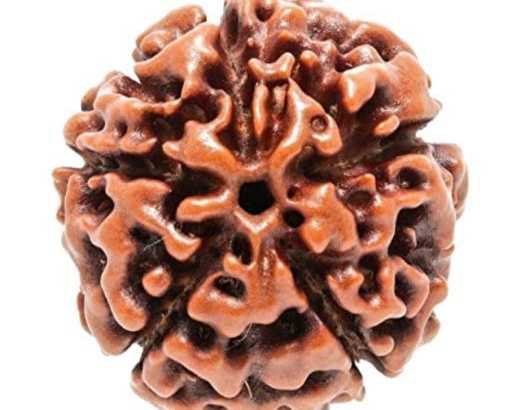 buy-authentic-rudraksha-beads-online