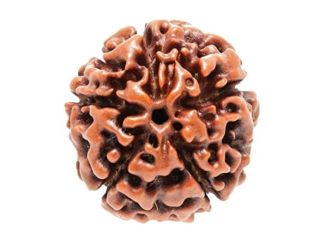 buy-authentic-rudraksha-beads-online-small-0