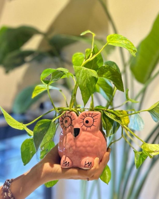 what-weve-learned-love-to-share-with-plant-parents-during-plant-shopping-big-0