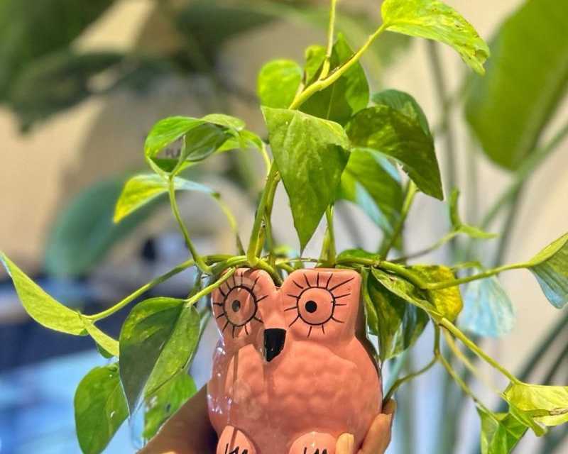 what-weve-learned-love-to-share-with-plant-parents-during-plant-shopping