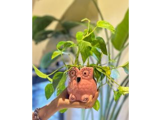 what-weve-learned-love-to-share-with-plant-parents-during-plant-shopping-small-0