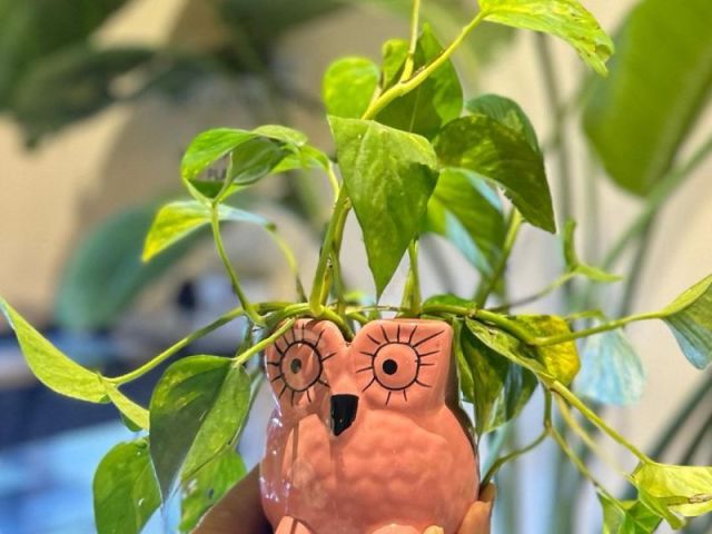 what-weve-learned-love-to-share-with-plant-parents-during-plant-shopping