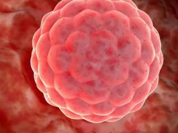 advance-blastocyst-treatment-in-bhagalpur-at-urmila-hospital