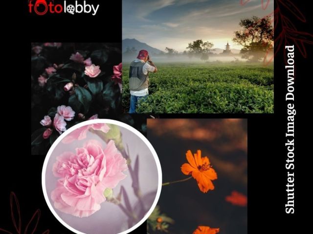 shutter-stock-image-download-fotolobby