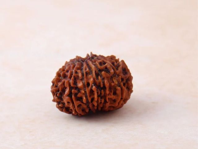 buy-13-mukhi-rudraksha-at-genuine-price-online