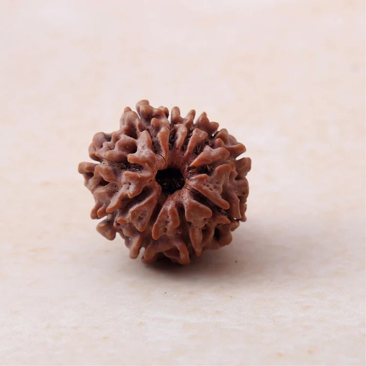10-mukhi-rudraksha-price-certified-energized-bead-big-0