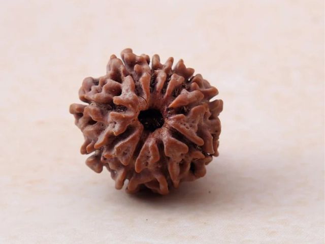 10-mukhi-rudraksha-price-certified-energized-bead