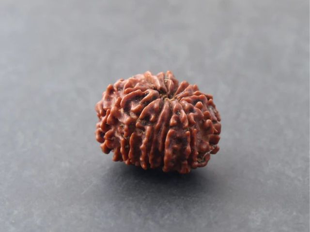 buy-12-mukhi-rudraksha-at-best-price-online