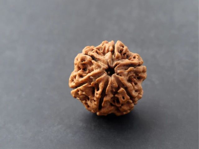 6-mukhi-rudraksha-price-genuine-certified-beads