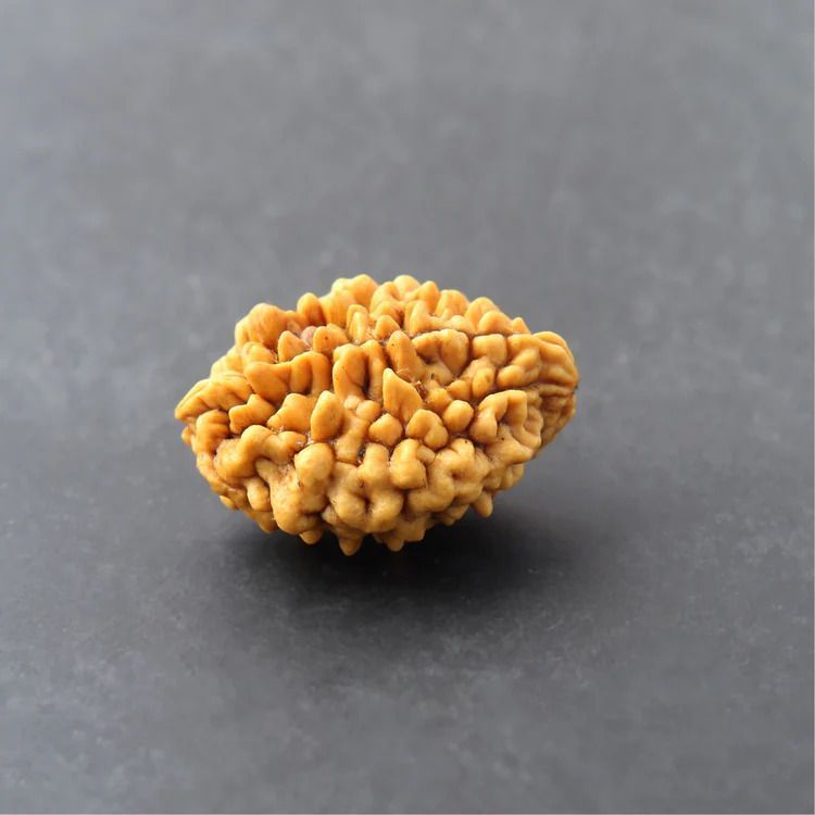 2-mukhi-rudraksha-price-original-energized-bead-big-0