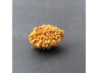 2-mukhi-rudraksha-price-original-energized-bead-small-0