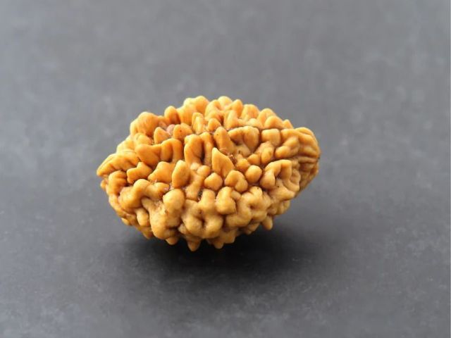 2-mukhi-rudraksha-price-original-energized-bead