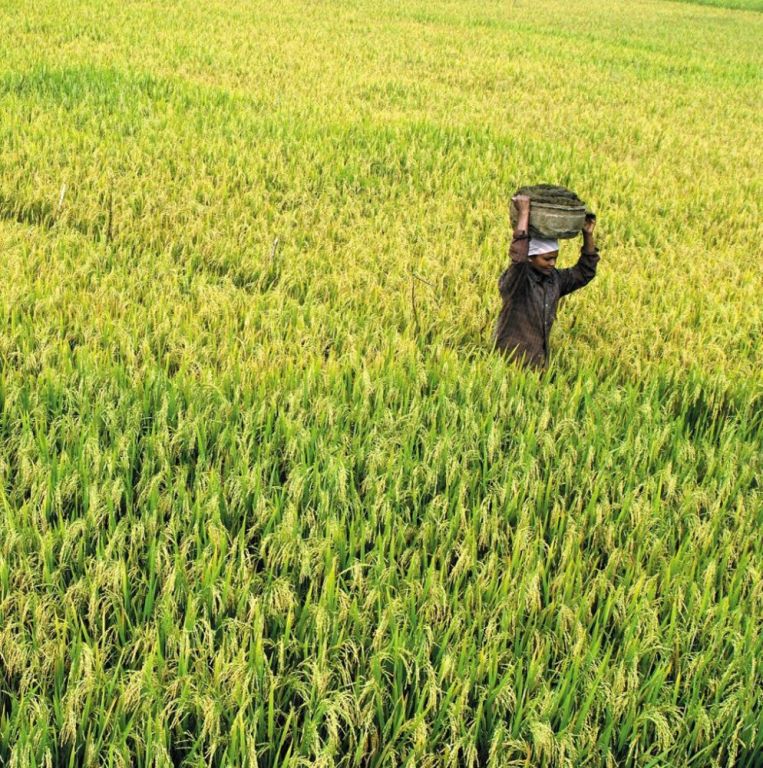 thanal-trust-climate-sustainability-action-in-kerala-big-0