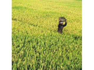 thanal-trust-climate-sustainability-action-in-kerala-small-0