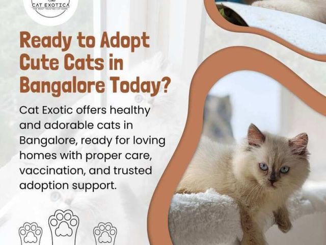 cats-in-bangalore-cats-for-sale-in-bangalore-cat-exotica