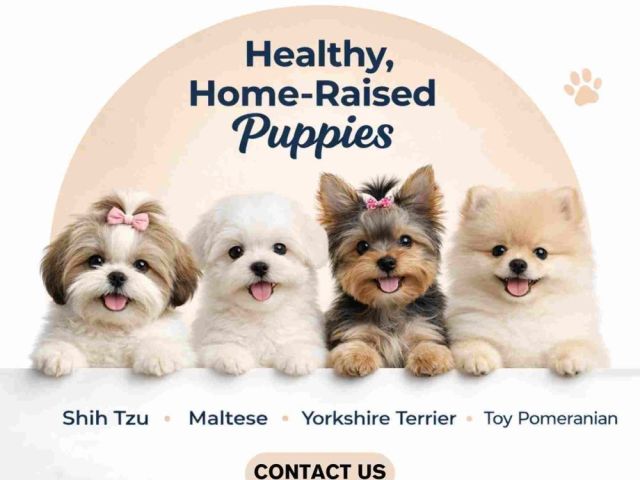 premium-puppies-for-sale-in-bangalore-aubree