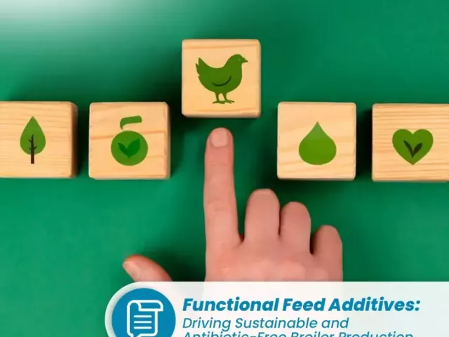 anticoccidial-rotation-for-poultry-health