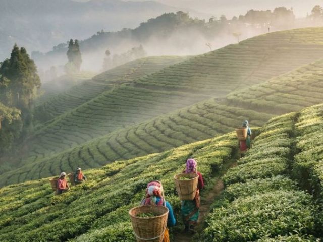 travel-to-north-east-india-a-journey-into-untouched-beauty