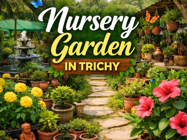 enhance-your-home-with-a-nursery-garden-in-trichy