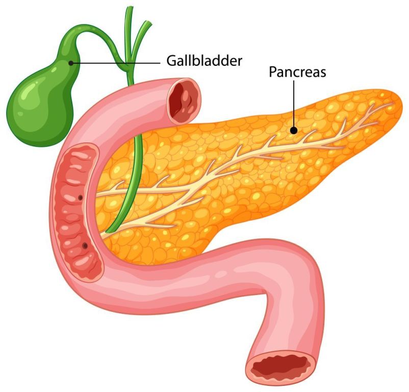 pancreas-transplant-cost-in-india-transplant-counsellor-big-0