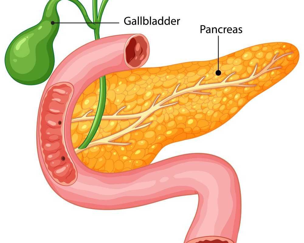 pancreas-transplant-cost-in-india-transplant-counsellor