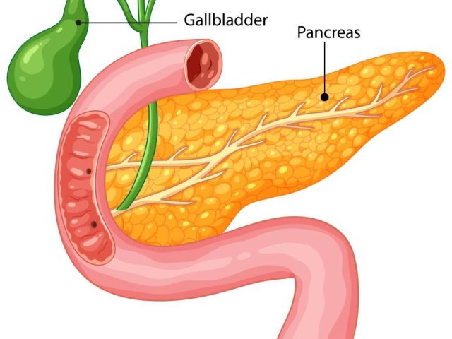 pancreas-transplant-cost-in-india-transplant-counsellor
