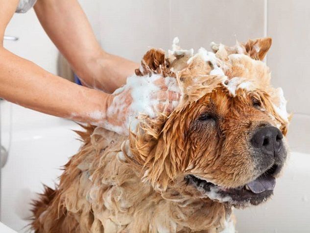 goa-pet-hair-conditioning-services