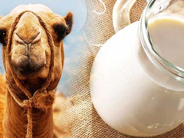 is-it-safe-to-drink-camel-milk-every-day
