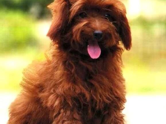 kci-goldendoodle-puppies-available-for-sale-in-pune