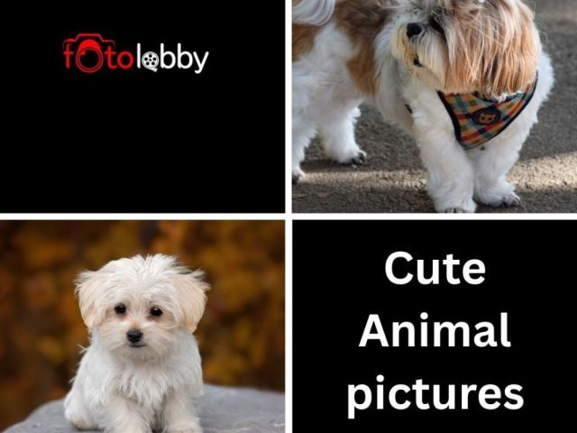 cute-animal-pictures-by-fotolobby