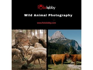 wild-animal-photography-by-fotolobby-small-0