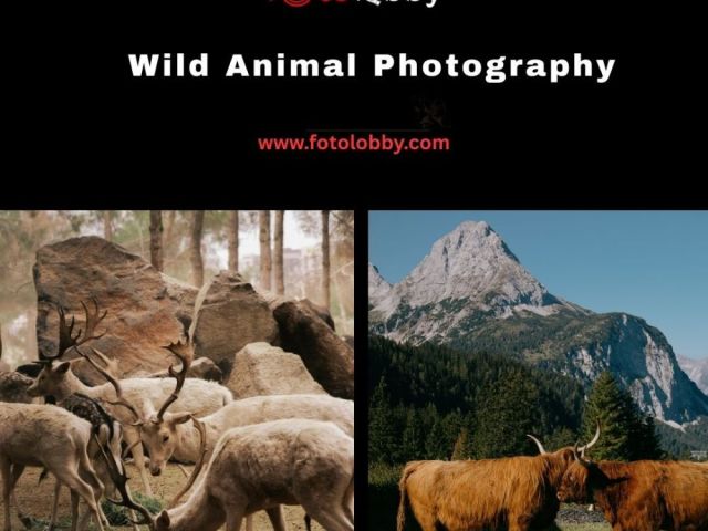 wild-animal-photography-by-fotolobby