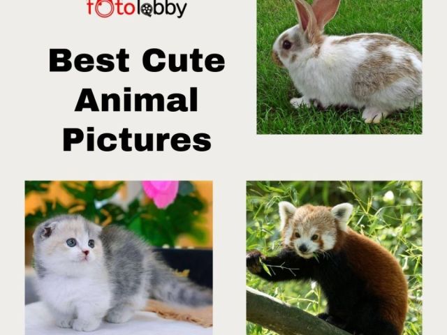 best-cute-animal-pictures-by-fotolobby
