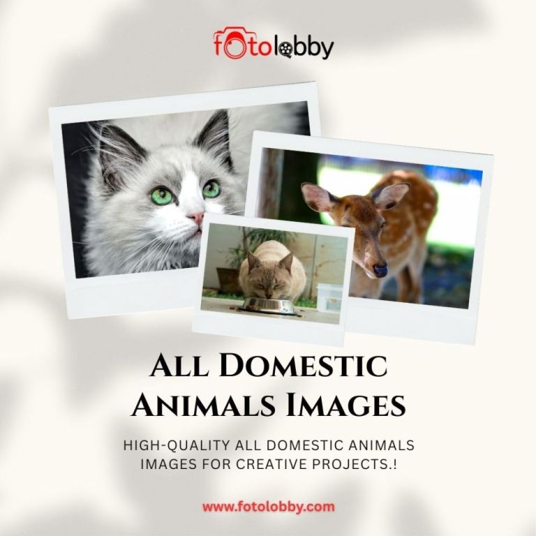 all-domestic-animals-images-by-fotolobby-big-0