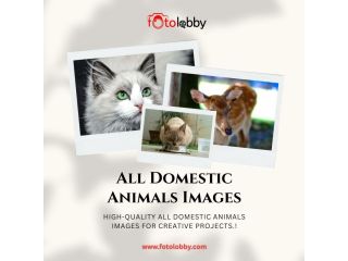 all-domestic-animals-images-by-fotolobby-small-0
