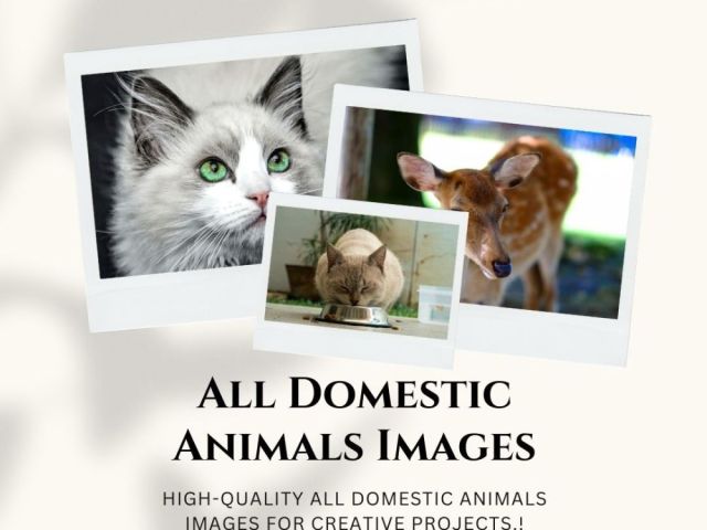 all-domestic-animals-images-by-fotolobby