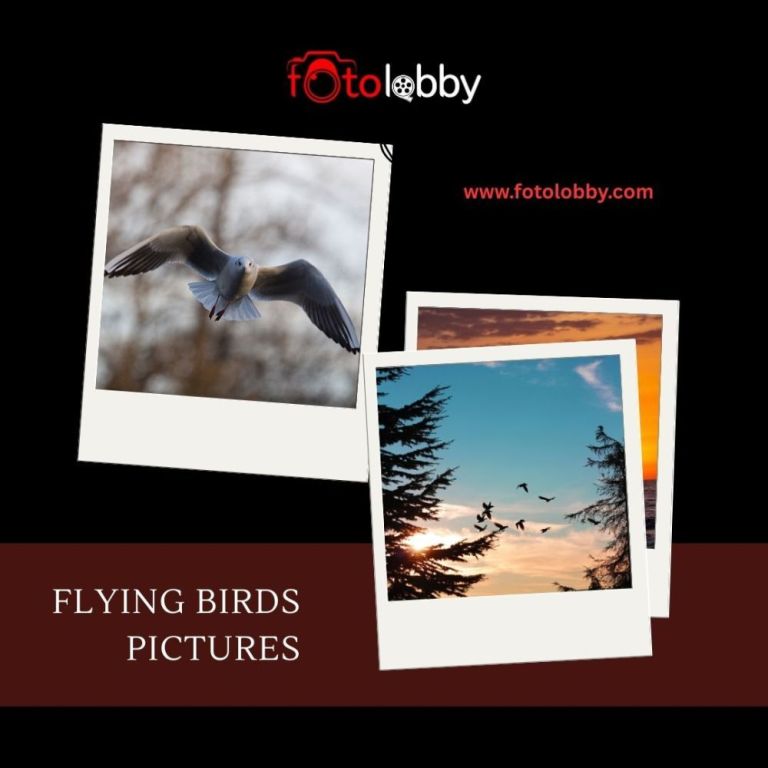 flying-birds-pictures-by-fotolobby-big-0
