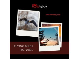 flying-birds-pictures-by-fotolobby-small-0
