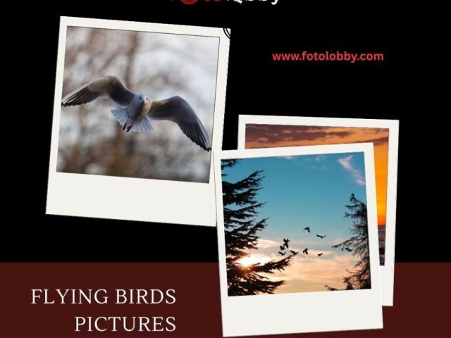flying-birds-pictures-by-fotolobby