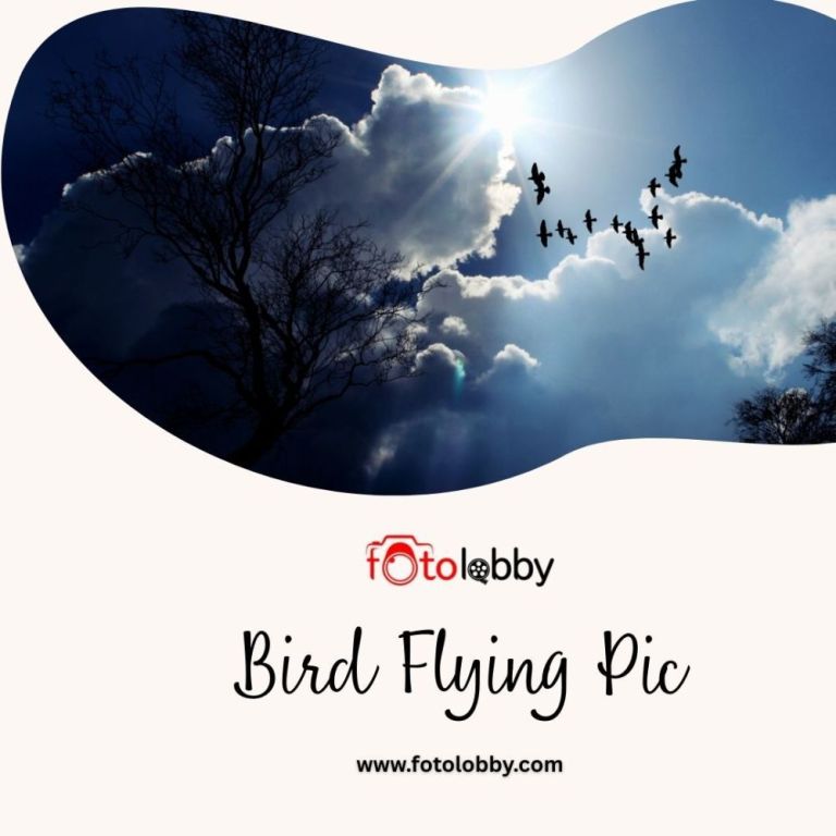 bird-flying-pic-by-fotolobby-big-0
